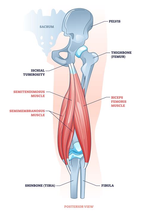 Hamstring Is Located Where