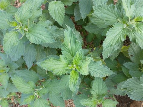 Stinging Nettle Plant Profile (Urtica dioica)