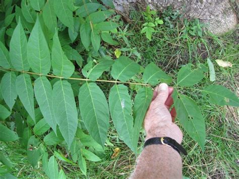 Image result for Fibonacci Sequence in Coding Python