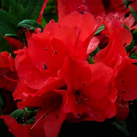 Autumn Embers Azalea 的图像结果