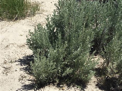 Office of Emergency Services – Official Home of the Pit River Tribe