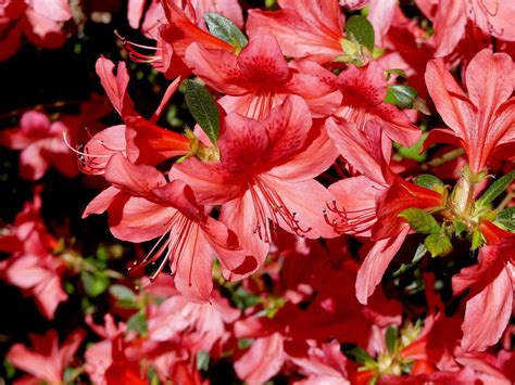 Nova Zembla Rhododendron Shrub (1 Gal) - Vibrant scarlet blossoms cont ...