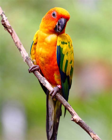 50 Different Types of Conure Parrots
