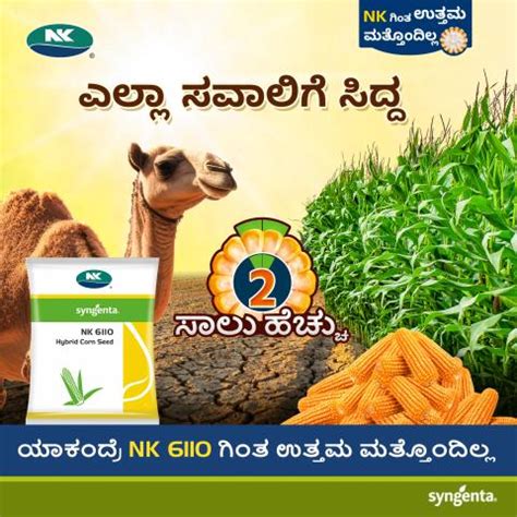 NK 6110 ಎಲ್ಲಾ ಸವಾಲಿಗೆ ಸಿದ್ದ | Syngenta