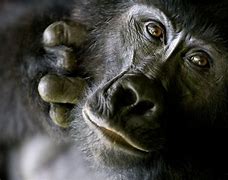Image result for bonobo 诺布猿
