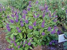 arbusto fiori viola come realizzare il giardino d inverno arbusto fiori viola come realizzare il giardino d inverno