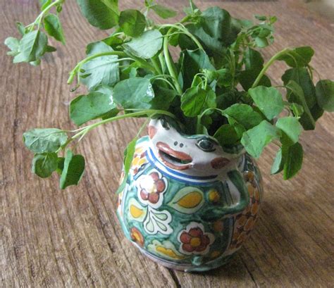 Flavors of the Sun: Pápalo: An Intriguing Mexican Herb