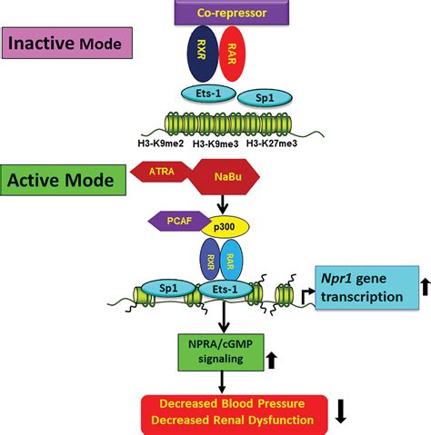 Genetic and Epigenetic Mechanisms Regulating Blood Pressure and Kidney Dysfunction | Hypertension