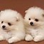 Image result for cute puppies