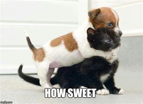 Image result for Explain Expression vs Statement in Java