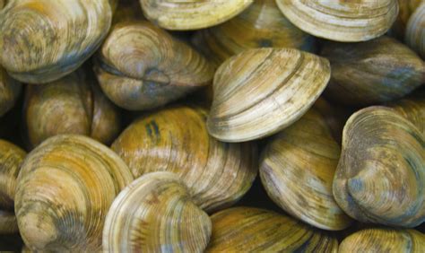 Are the Number of Adults with Shellfish Allergies Increasing? | Hook ...
