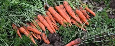 2022年2月4日胡萝卜价格行情、今日各种胡萝卜多少钱一斤？ - 农产品价格 - 蛇农网