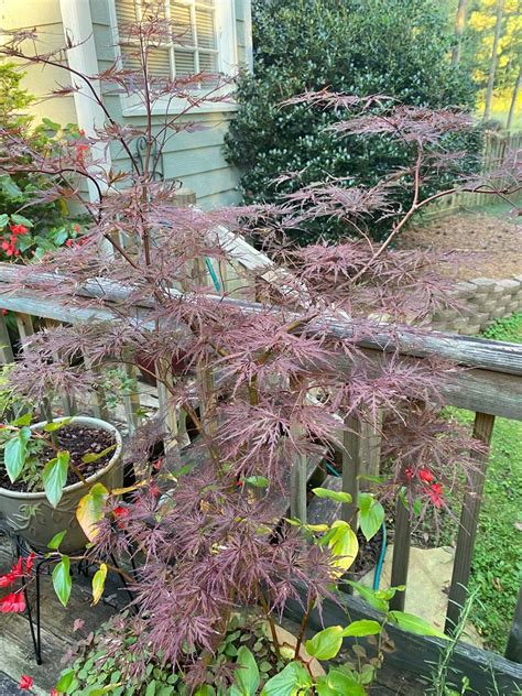 Dwarf Japanese Maples – Maple Ridge Nursery