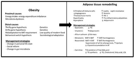 The Influence of Antioxidants on Oxidative Stress-Induced Vascular ...
