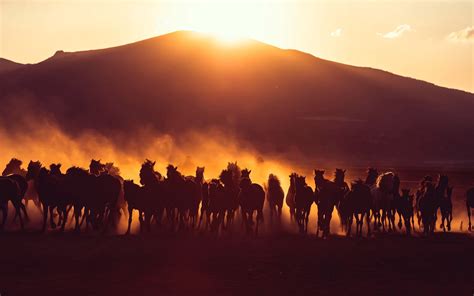 Download wallpaper 1920x1200 horses, herd, dust, sunset, dark ...