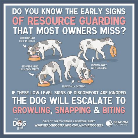 How To Stop Guarding Behavior In Dogs