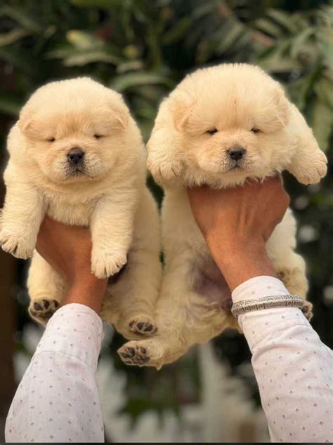 Chow Chow Puppies Brown