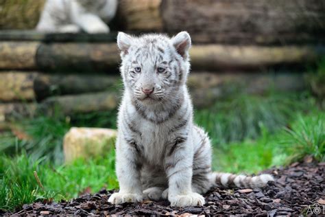 Baby White Tiger Wallpaper ·① WallpaperTag