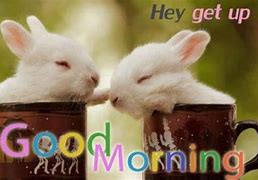 Image result for Good Morning Spring Bunnies