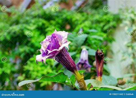 Poisonous Datura Grass Blooms. Stock Photo - Image of datura, flower: 198211442