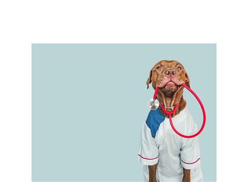 Tender Care Veterinary Clinic