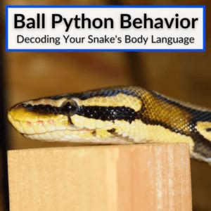 Image result for Large Ball Python