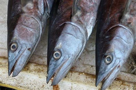 Homemade Organic Rose Fertilizers for Your Rose Garden – MahaGro®