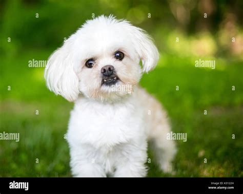 What Is The Name Of A Small White Fluffy Dog