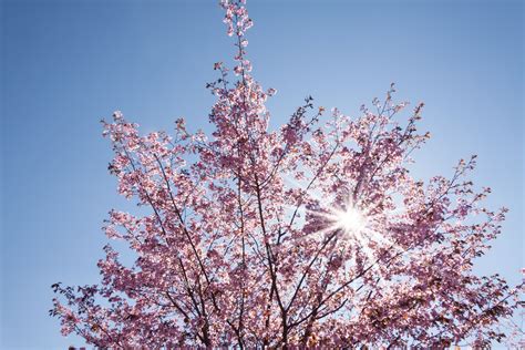 Free Images : tree, branch, plant, sky, sun, leaf, flower, bloom, frost, blue, garden, pink ...