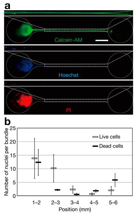 Formation and Long-Term Culture of hiPSC-Derived Sensory Nerve ...