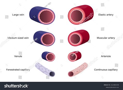 Cross Section Of An Artery Endothelial Cells: Over 13 Royalty-Free Licensable Stock Vectors ...