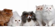 gatti persiani gatti persiani carattere foto e salute dei mici gatti persiani gatti persiani carattere foto e salute dei mici