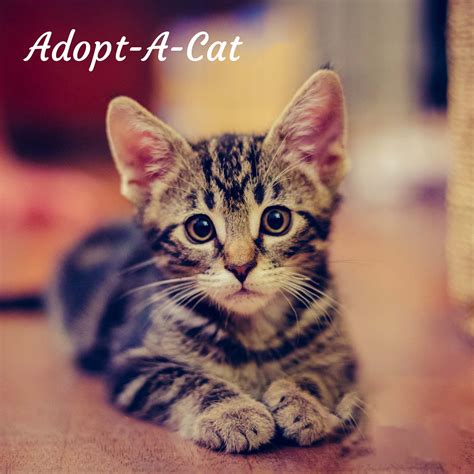 Westfield Homeless Cat Project – A non-profit and no-kill feline rescue ...