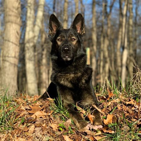 9 Best DDR German Shepherd Breeders in the United States! (2023) - The ...