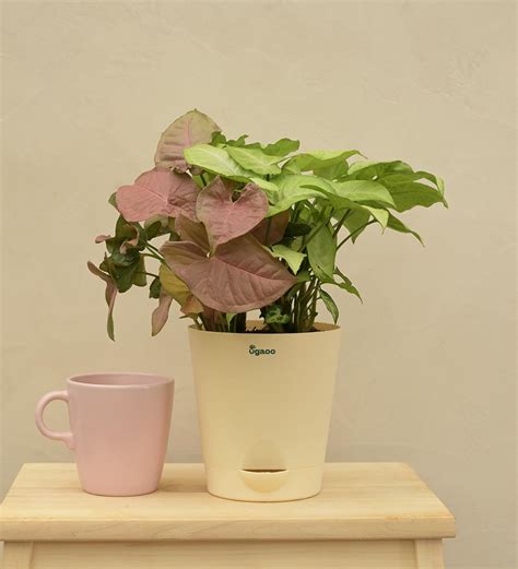 Syngonium Pink Neon and White Butterfly Plant Bouquet – Ugaoo