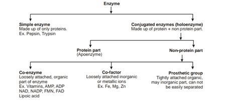 Important Flow Charts: Biomolecules - NEET PDF Download