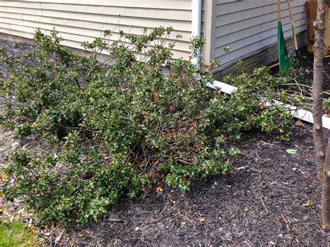 Can You Cut Back Holly Shrubs at Harlan Rockwood blog