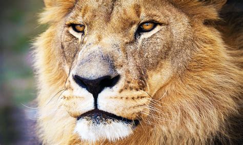 Disturbing diets of "man-eating" lions from the 19th century - Earth.com - diet of lion
