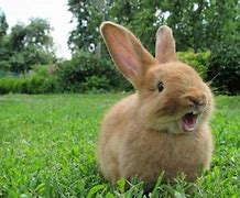 Image result for Long Rabbit Teeth