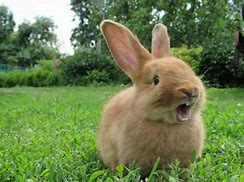 Image result for Rabbit Teeth