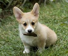 Image result for Puppy Wallpaper for iPad