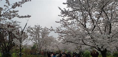 上海哪里可以看樱花，什么时候去最好？-上海旅游问答【携程攻略】