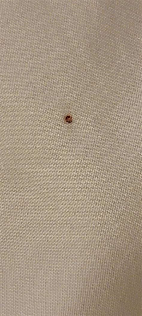 How Big Are Bed Bug Blood Stains at Diana Massey blog