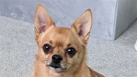 Image result for Exploding Chihuahua