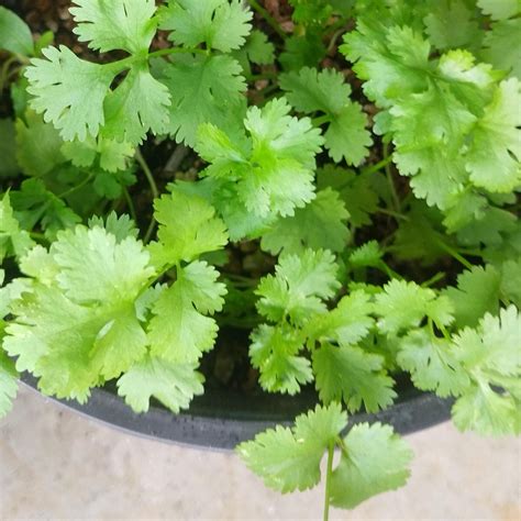 Coriander From Cilantro at Mildred Rohe blog