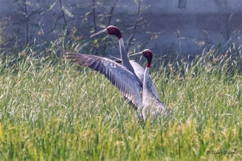 Nature-o-graphy with Uday