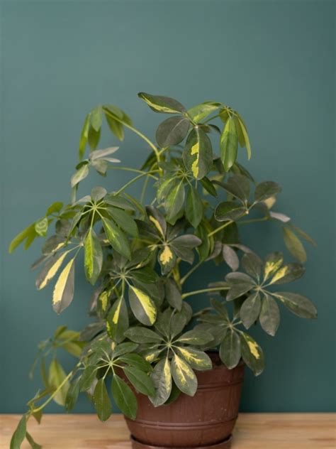 Growing Schefflera: Tips For Schefflera Plant Care | Gardening Know How