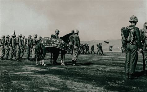 Sgt. Reckless: The Corps’ Beloved Korean War Horse | Coffee or Die