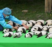 Image result for The Cutest Panda in the World