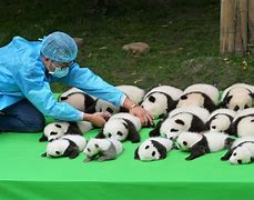 Image result for Cute Baby Animals Panda